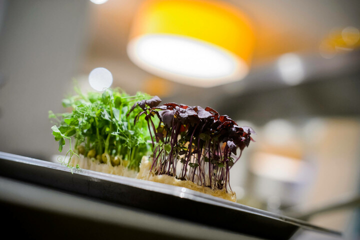 Fresh herbs on a tray in the ATLANTIC Hotel Lübeck, with blurred, warm lighting in the background.