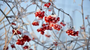 Snow-covered red berries on frost-covered branches in front of a clear blue sky.