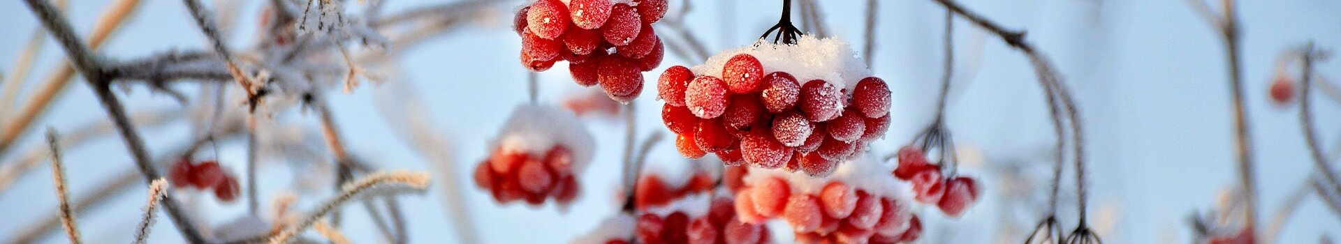 Verschneite rote Beeren an frostbedeckten Zweigen vor klarem, blauem Himmel.