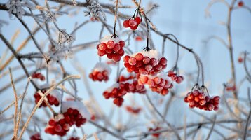 Verschneite rote Beeren an frostbedeckten Zweigen vor klarem, blauem Himmel.