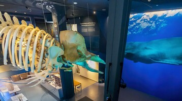 Wal-Skelett und Wandbild eines Wals in einem modernen Museumsausstellungsraum.