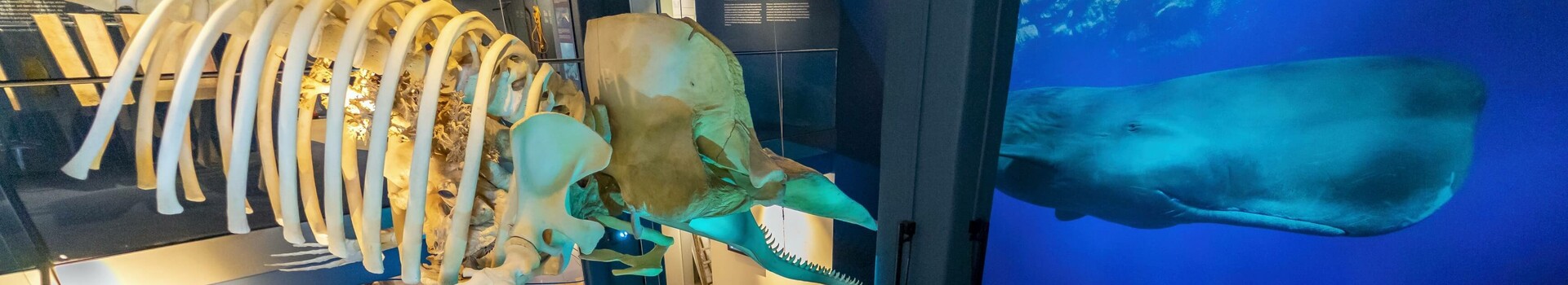 Ausstellungstück Pottwal im UNESCO-Weltnaturerbe Wattenmeer Besucherzentrum Wal-Skelett und Wandbild eines Wals in einem modernen Museumsausstellungsraum.