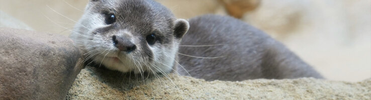 A pygmy otter at Frankfurt Zoo.