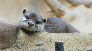 A pygmy otter at Frankfurt Zoo.