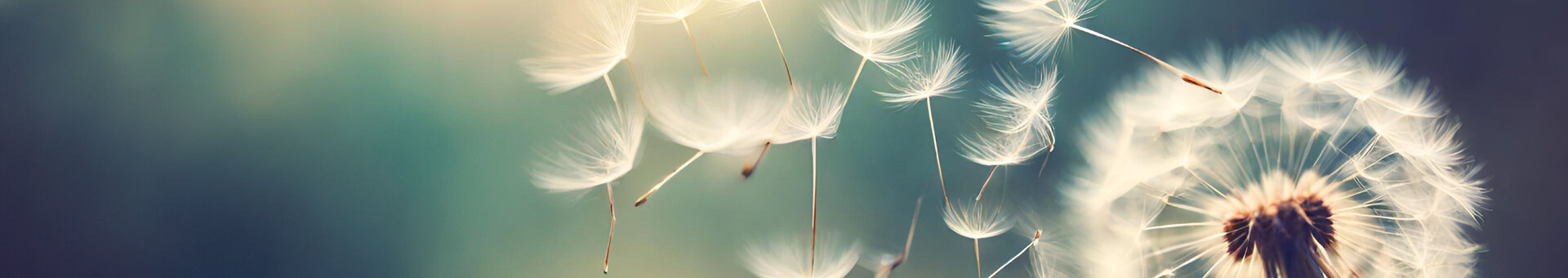 Nahaufnahme von Pusteblumen, die vom Wind verweht werden, vor einem verschwommenen, blauen Hintergrund.