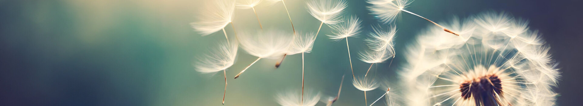 ATLANTIC Hotel Galopprennbahn Trauerfeier Close-up of dandelions blown by the wind against a blurred blue background.
