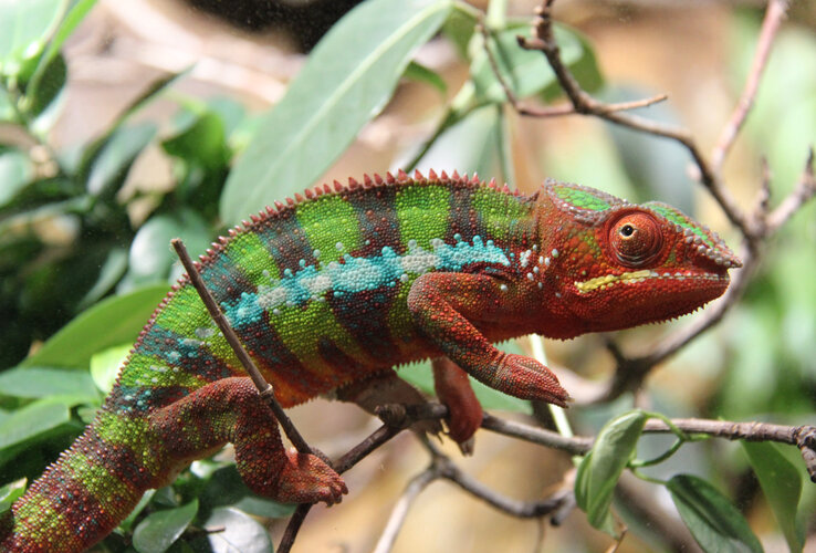 Ein buntes Chamäleon sitzt auf einem Ast, umgeben von grünen Blättern.