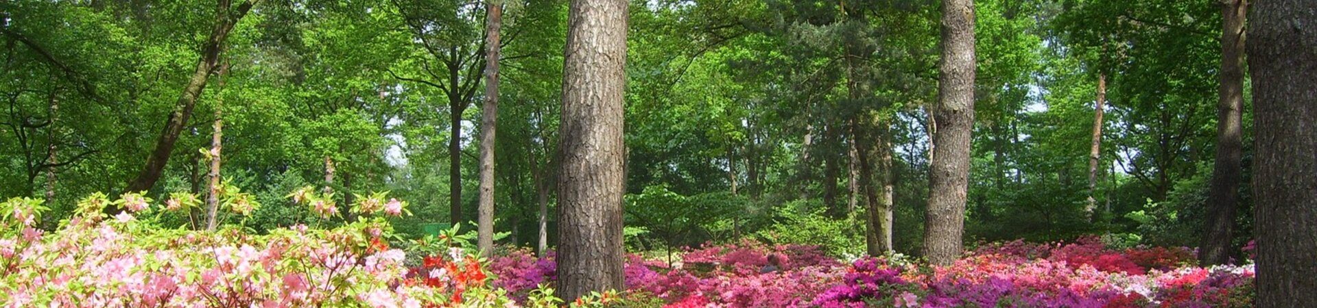 Rhododendronpark in Bremen | Landgut Horn Bremen Blühender Garten mit pinken und roten Azaleen, umgeben von hohen, grünen Bäumen.
