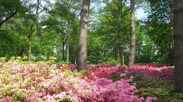 Rhododendronpark in Bremen | Landgut Horn Bremen Flowering garden with pink and red azaleas, surrounded by tall, green trees.