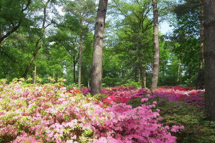 Rhododendronpark in Bremen | Landgut Horn Bremen Blühender Garten mit pinken und roten Azaleen, umgeben von hohen, grünen Bäumen.