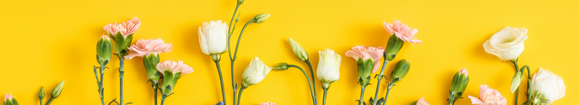 Eine Blumenauswahl aus rosafarbenen Nelken, weißen Lisianthus und blauen Traubenhyazinthen vor einem gelben Hintergrund