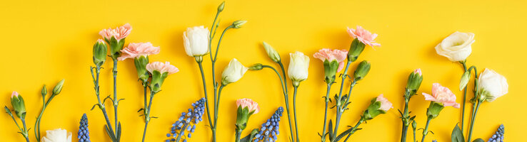 Eine Blumenauswahl aus rosafarbenen Nelken, weißen Lisianthus und blauen Traubenhyazinthen vor einem gelben Hintergrund