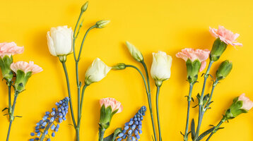 Eine Blumenauswahl aus rosafarbenen Nelken, weißen Lisianthus und blauen Traubenhyazinthen vor einem gelben Hintergrund