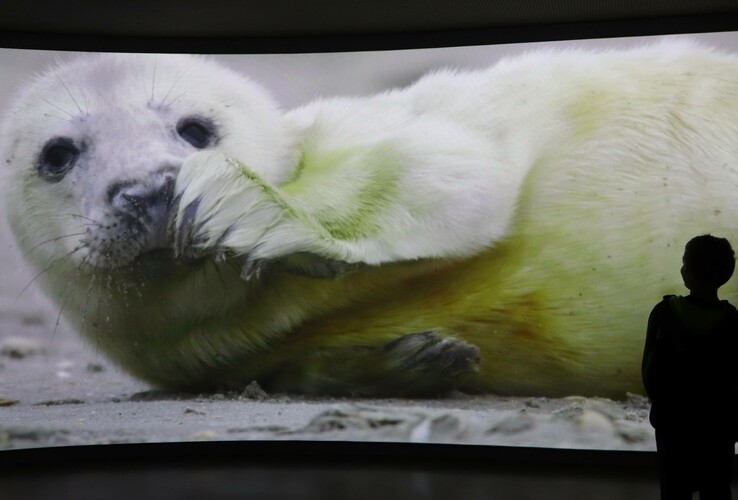 Zwei Personen betrachten ein großes Bild eines jungen Seehunds auf einem Bildschirm im ATLANTIC Hotel Wilhelmshaven.