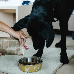 Person füttert schwarzen Hund in einem Hotelzimmer mit Hundefutter aus einer Schüssel auf einem Teppich.