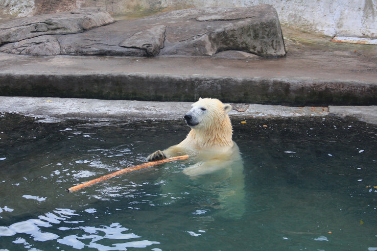 Ein Eisbär schwimmt in einem Wasserbecken und hält einen Stock.