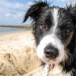 Niedlicher Hund an der Nordsee Nasser Hund am Strand mit Sand und Meer im Hintergrund bei sonnigem Wetter.