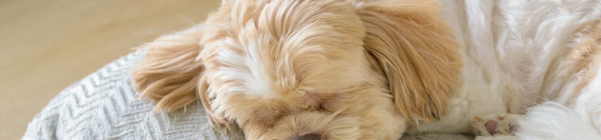 Schlafender Hund im ATLANTIC Hotel Universum Bremen Ein kleiner Hund schläft entspannt auf einem grauen Kissen im ATLANTIC Hotel Universum Bremen.