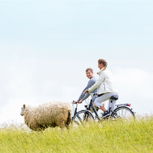 Two people cycling in a green field next to a sheep under a blue sky.