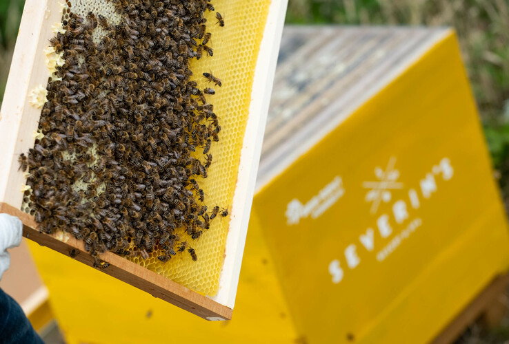 Bees on a honeycomb in front of a yellow beehive with a hotel logo.