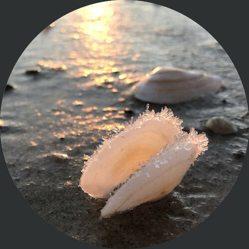 Vereiste Muschel an der Ostsee