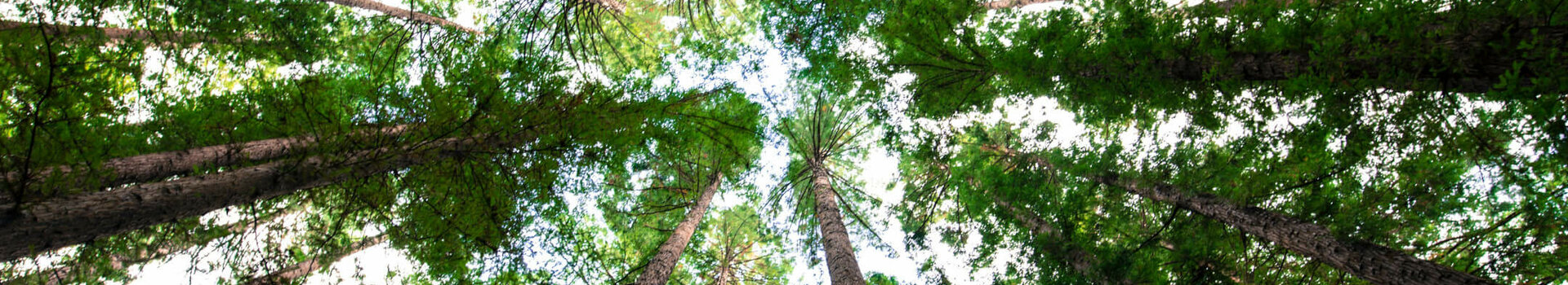 ATLANTIC Hotel Münster Aktion Bäume pflanzen Blick nach oben in einen dichten Wald mit hohen Bäumen und grünem Blätterdach.