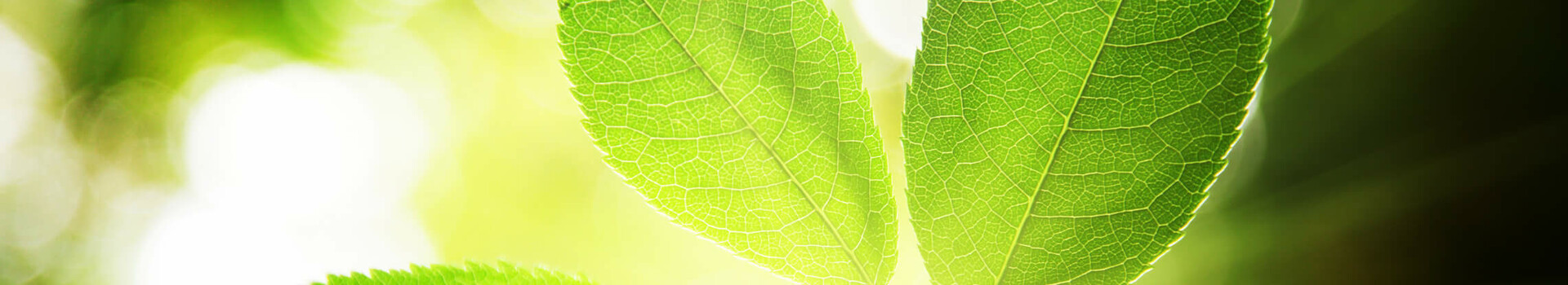 Green leaves in the sunlight, with a blurred, luminous background.