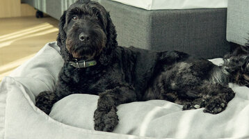 Hund liegt auf einem grauen Hundebett im Hotelzimmer, daneben ein Napf mit Futter.