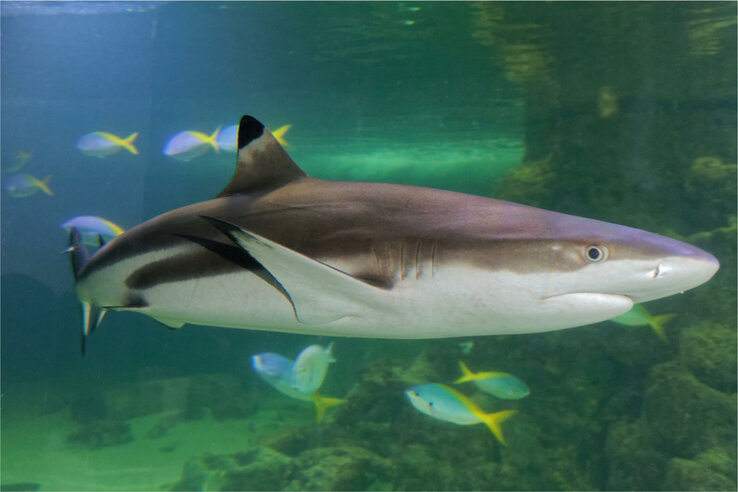 Hai schwimmt im Aquarium, umgeben von bunten Fischen und Felsen im Hintergrund.