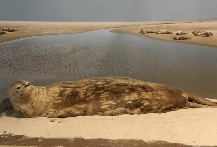 Robbe liegt entspannt am Strand neben einer Lagune, umgeben von weiteren Robben in der Ferne.