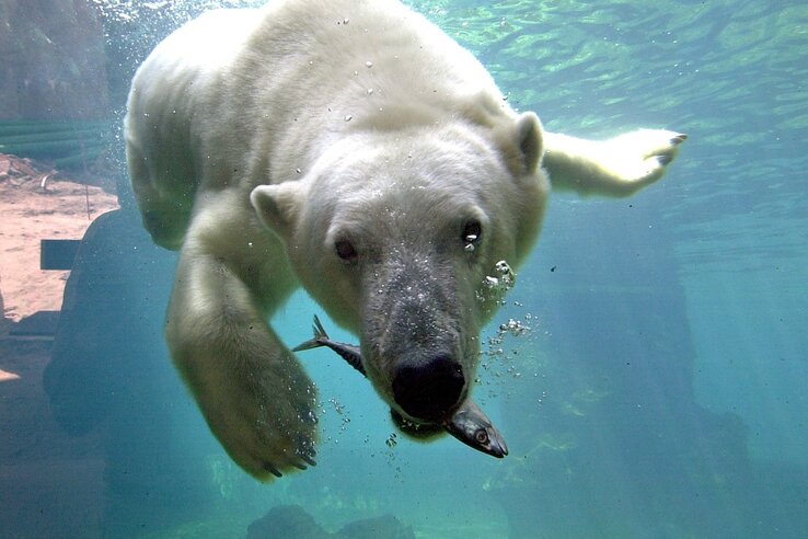 A polar bear swims underwater with a fish in its mouth, flooded with sunlight.