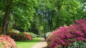 A well-tended garden path with flowering shrubs and tall, green trees on a sunny day.